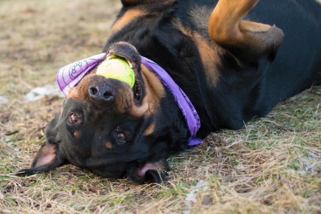 Best Minneapolis veterinarian for pitbulls and aggressive dogs