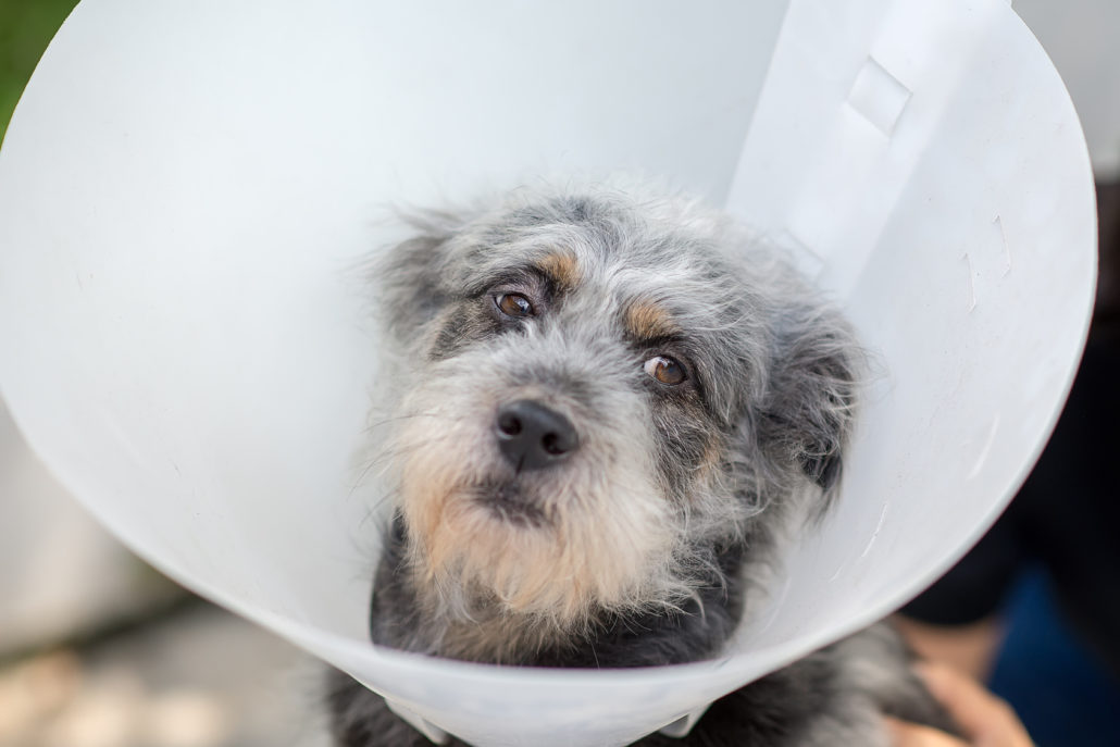 Sick dog wearing a cone